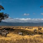 Zebras im Ngorongoro Krater