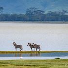 Zebras im Ngorongoro-Krater