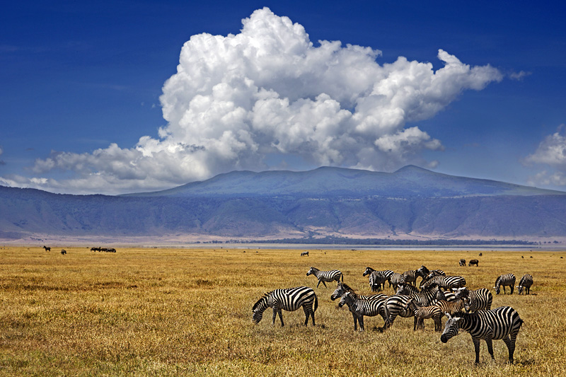 Zebras im Ngorongoro-Krater