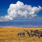 Zebras im Ngorongoro-Krater