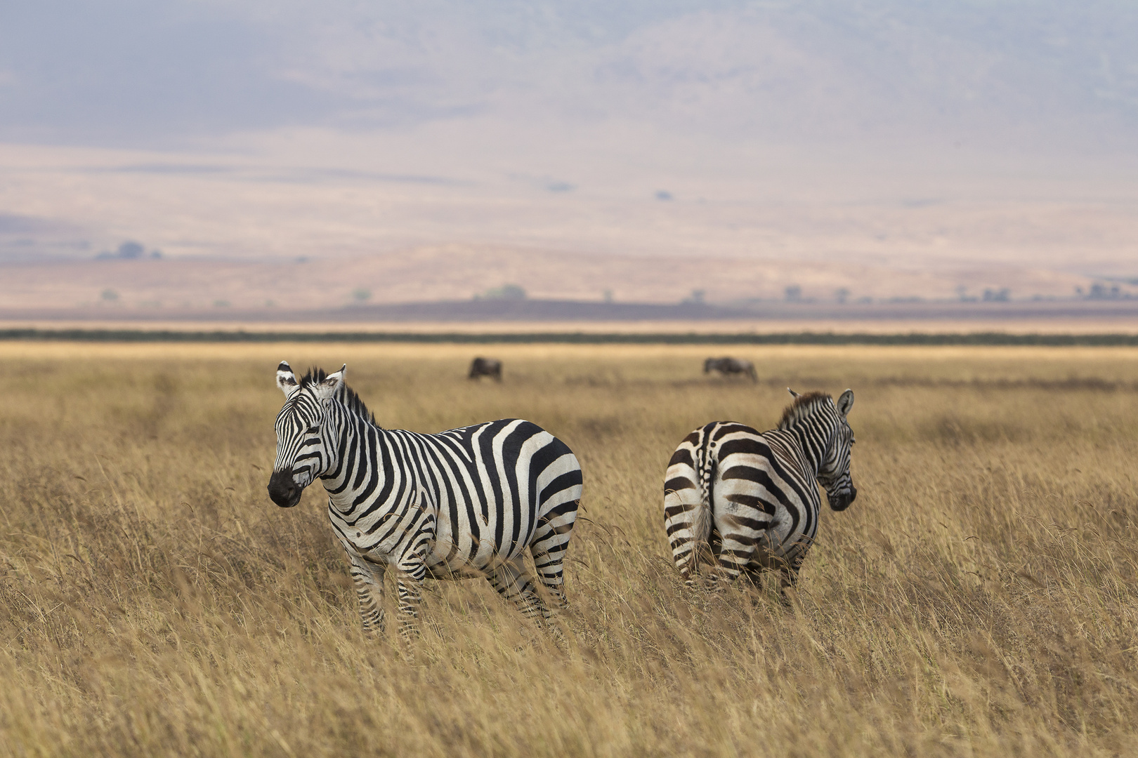 Zebras im Ngorongoro-Krater