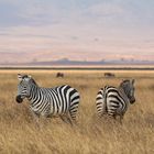 Zebras im Ngorongoro-Krater