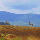 Zebras im Ngorongorokrater