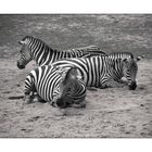 Zebras im Nürnberger Tiergarten