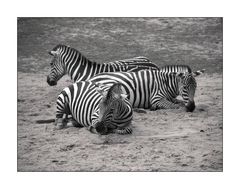 Zebras im Nürnberger Tiergarten