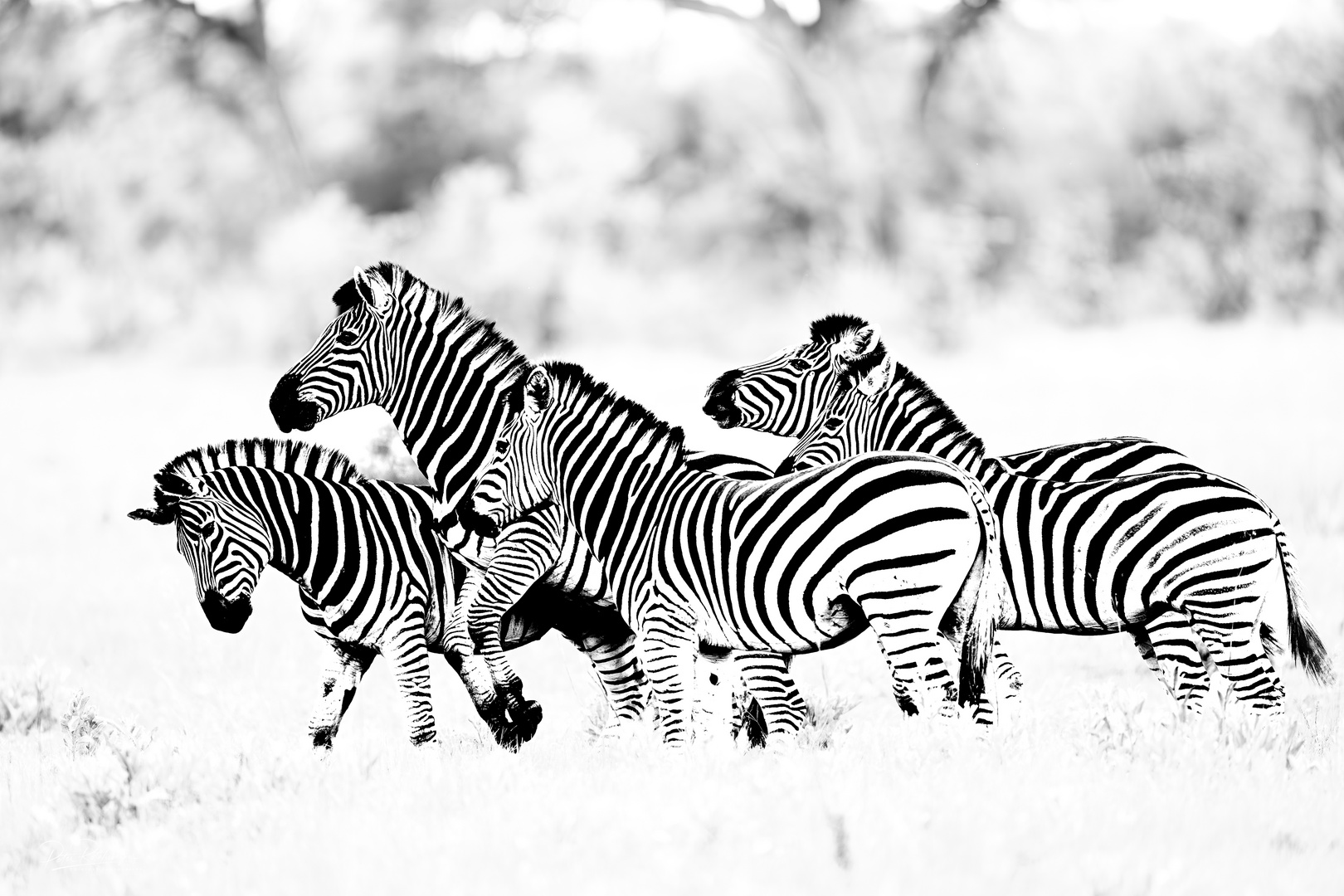 Zebras im Okavango