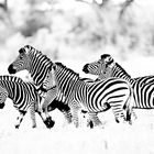 Zebras im Okavango