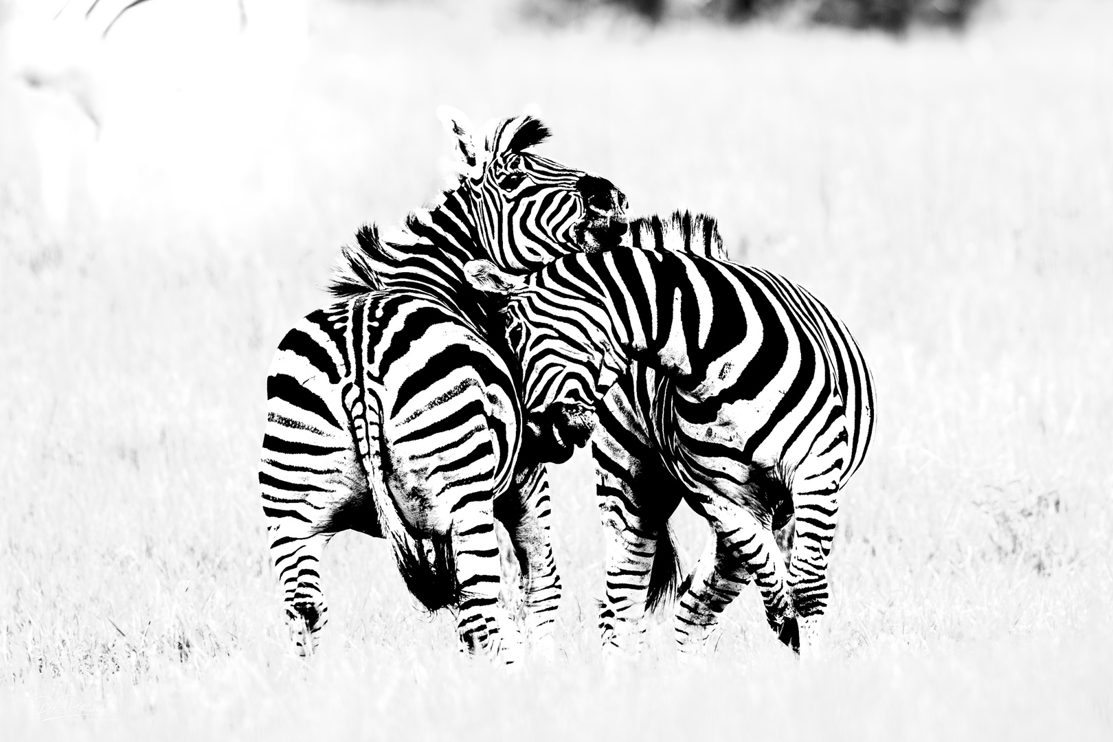 Zebras im Okavango