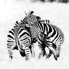 Zebras im Okavango