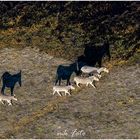 Zebras im Okavango Delta