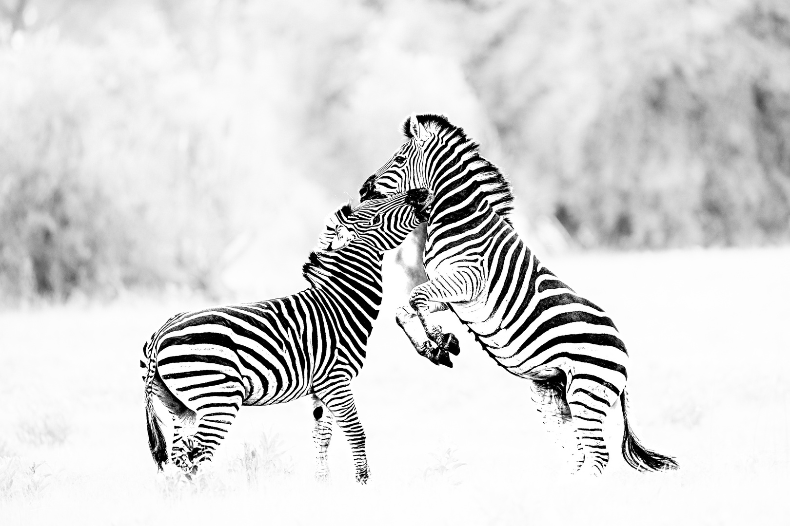 Zebras im Okavango