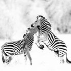 Zebras im Okavango