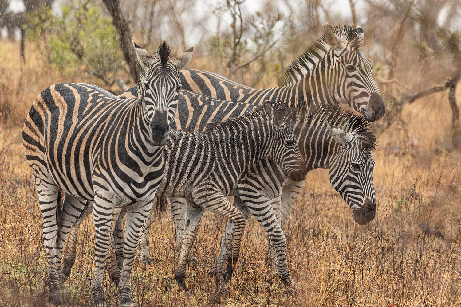 Zebras im Regen