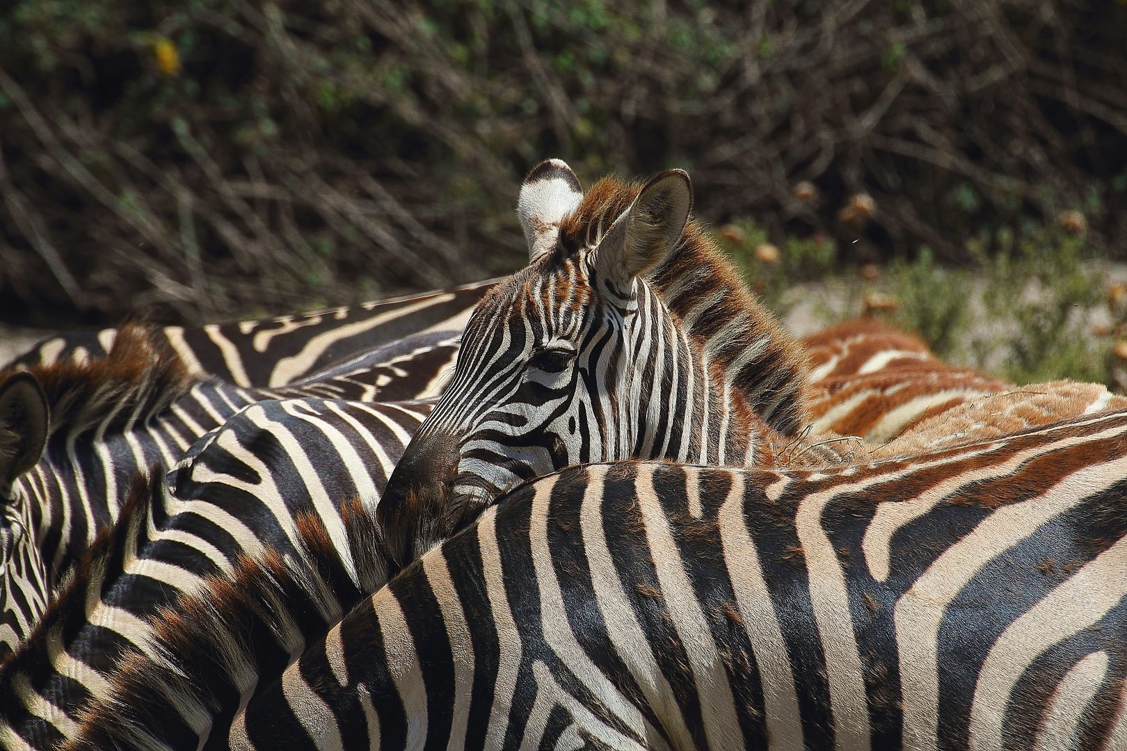 Zebras im Safari Park Sigean Reserve Africaine South France