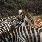 Zebras im Safari Park Sigean Reserve Africaine South France