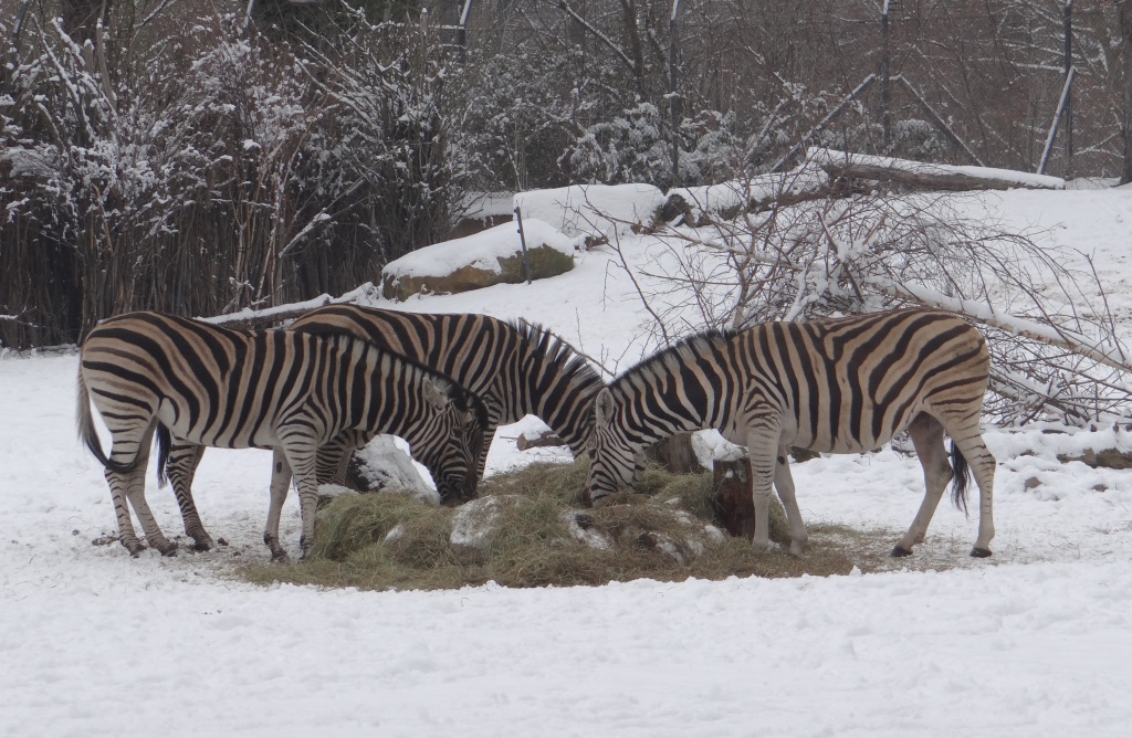 Zebras im Schnee