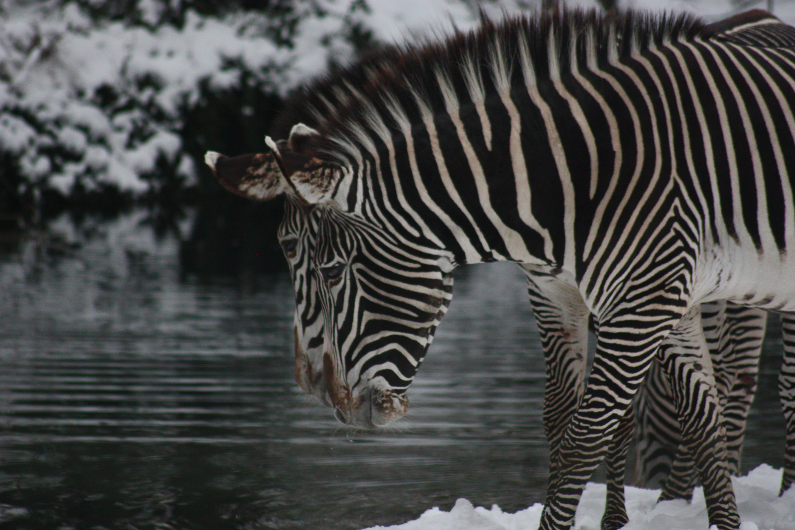 Zebras im Schnee
