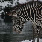Zebras im Schnee