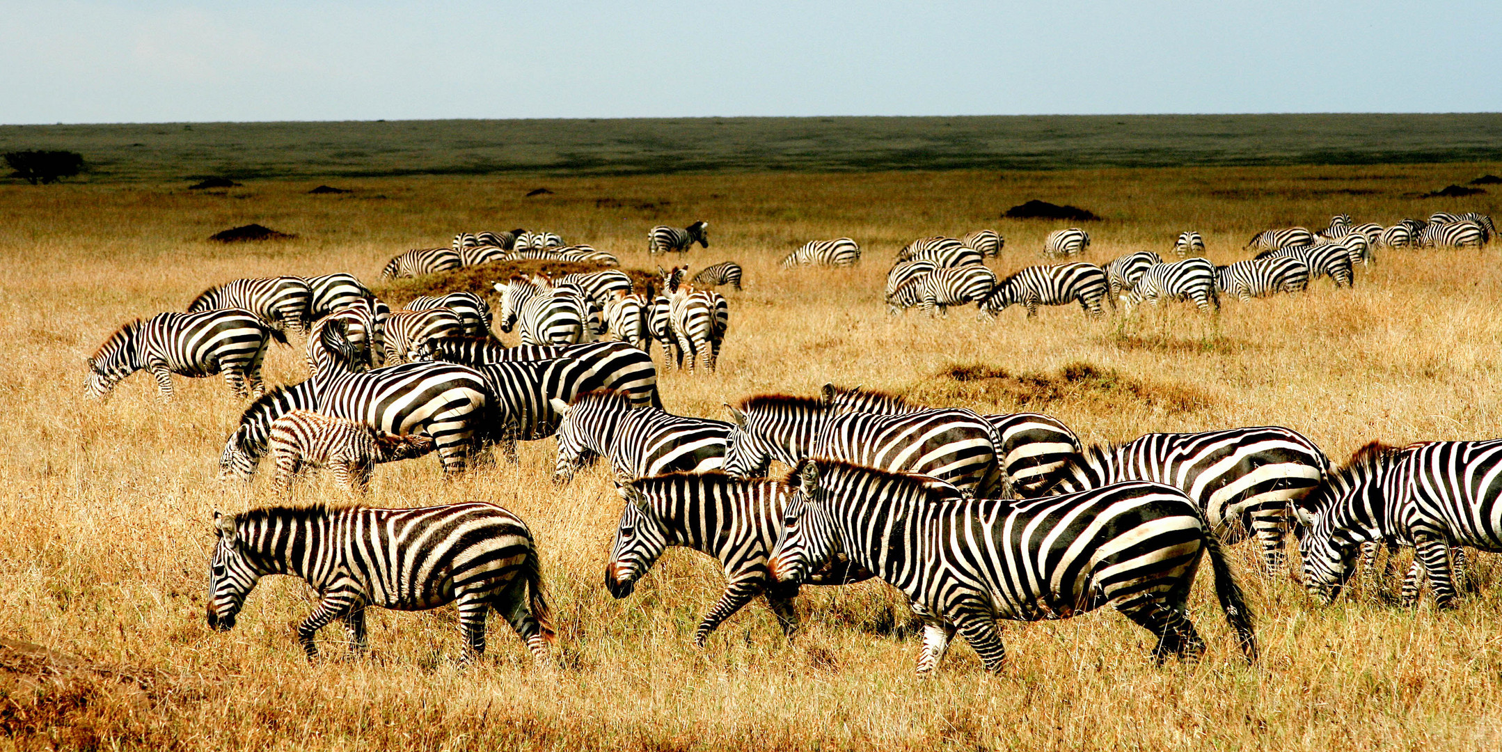 Zebras im Serengeti Nationalpark