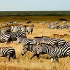 Zebras im Serengeti Nationalpark