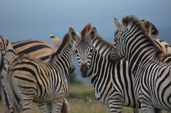 Zebras im Shamwari Game Reserve