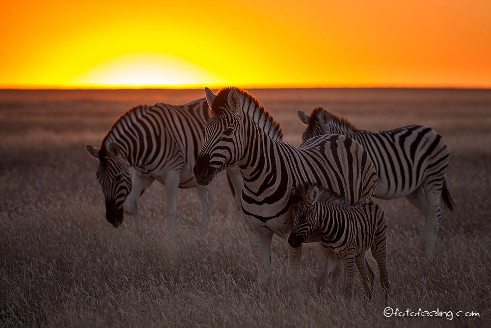 Zebras im Sonnenuntergang