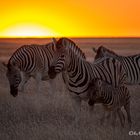 Zebras im Sonnenuntergang