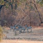 Zebras im South Luangwa Nationalpark