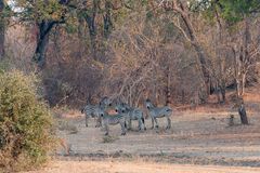 Zebras im South Luangwa Nationalpark