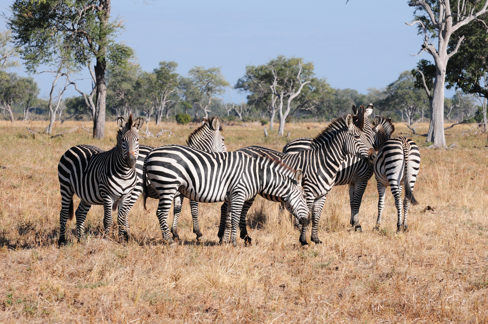 Zebras im South Luangwa NP