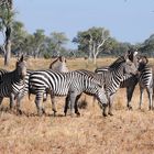 Zebras im South Luangwa NP
