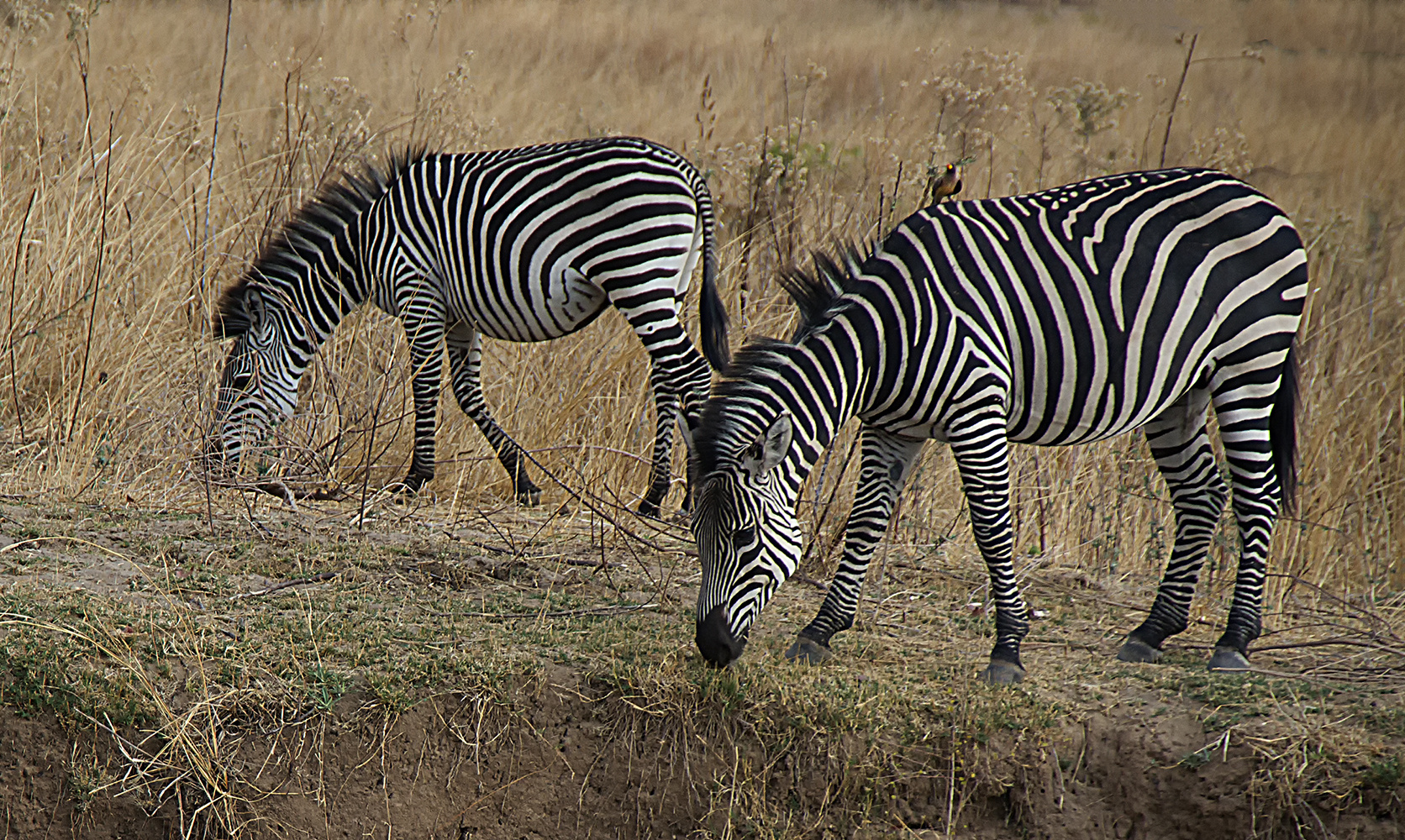 Zebras im South Luangwa NP. Sambia