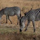 Zebras im South Luangwa NP. Sambia