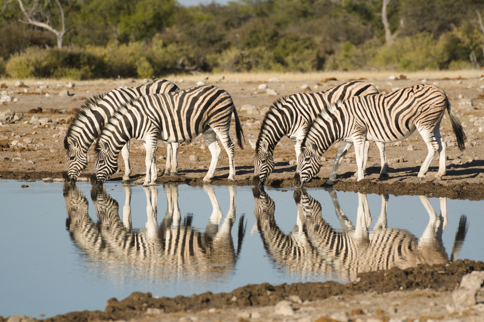 Zebras im Spiegel...