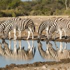 Zebras im Spiegel...