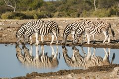 Zebras im Spiegel...