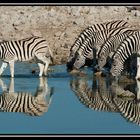 && Zebra's im Spiegel &&