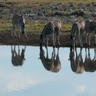 Zebras ....im Spiegel