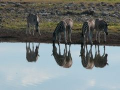 Zebras ....im Spiegel