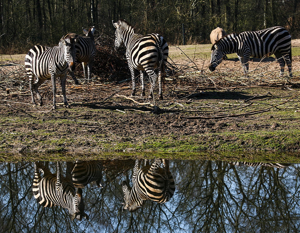 Zebras im Spiegel.