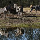 Zebras im Spiegel.