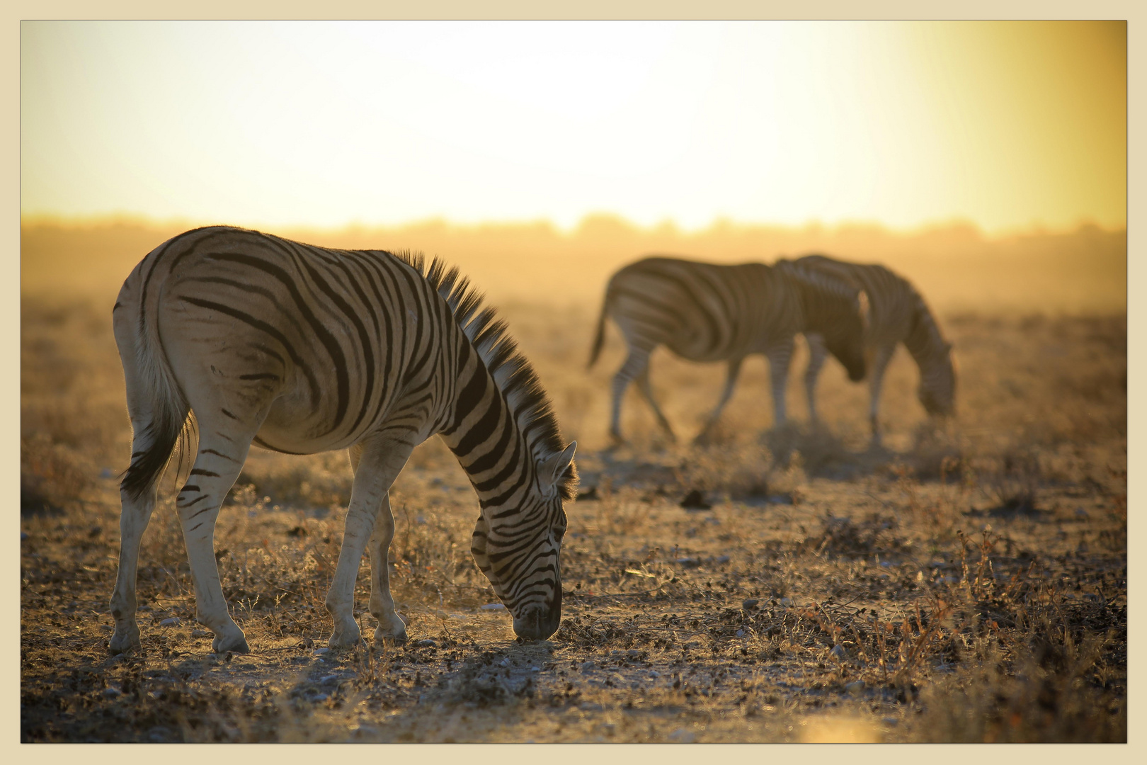 Zebras im Staub