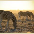 Zebras im Staub