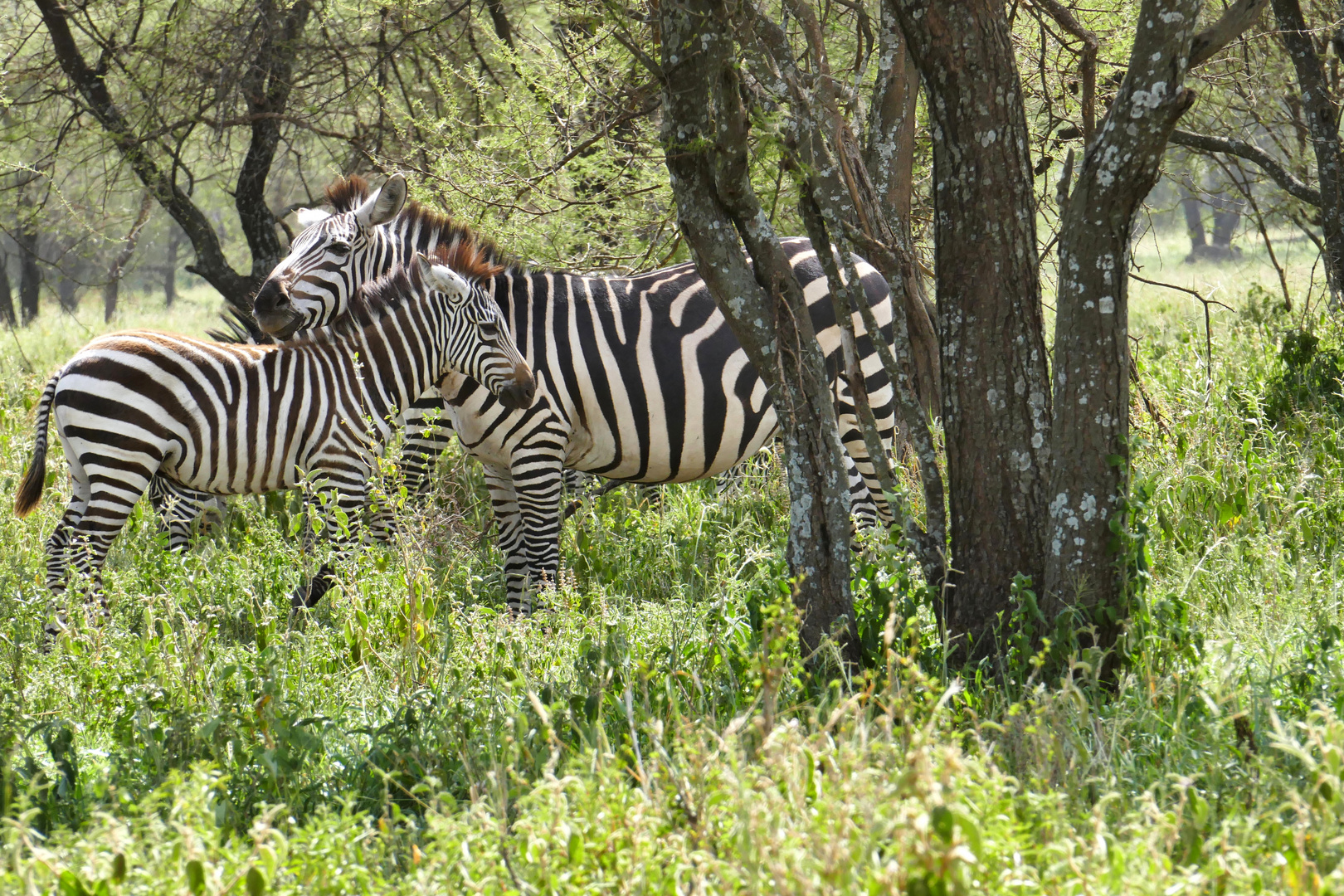 ...Zebras im Tarangire NP...