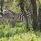 ...Zebras im Tarangire NP...