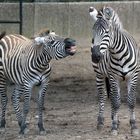 Zebras im Tierpark Gettorf