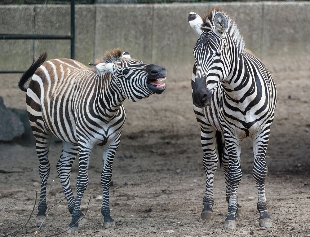 Zebras im Tierpark Gettorf