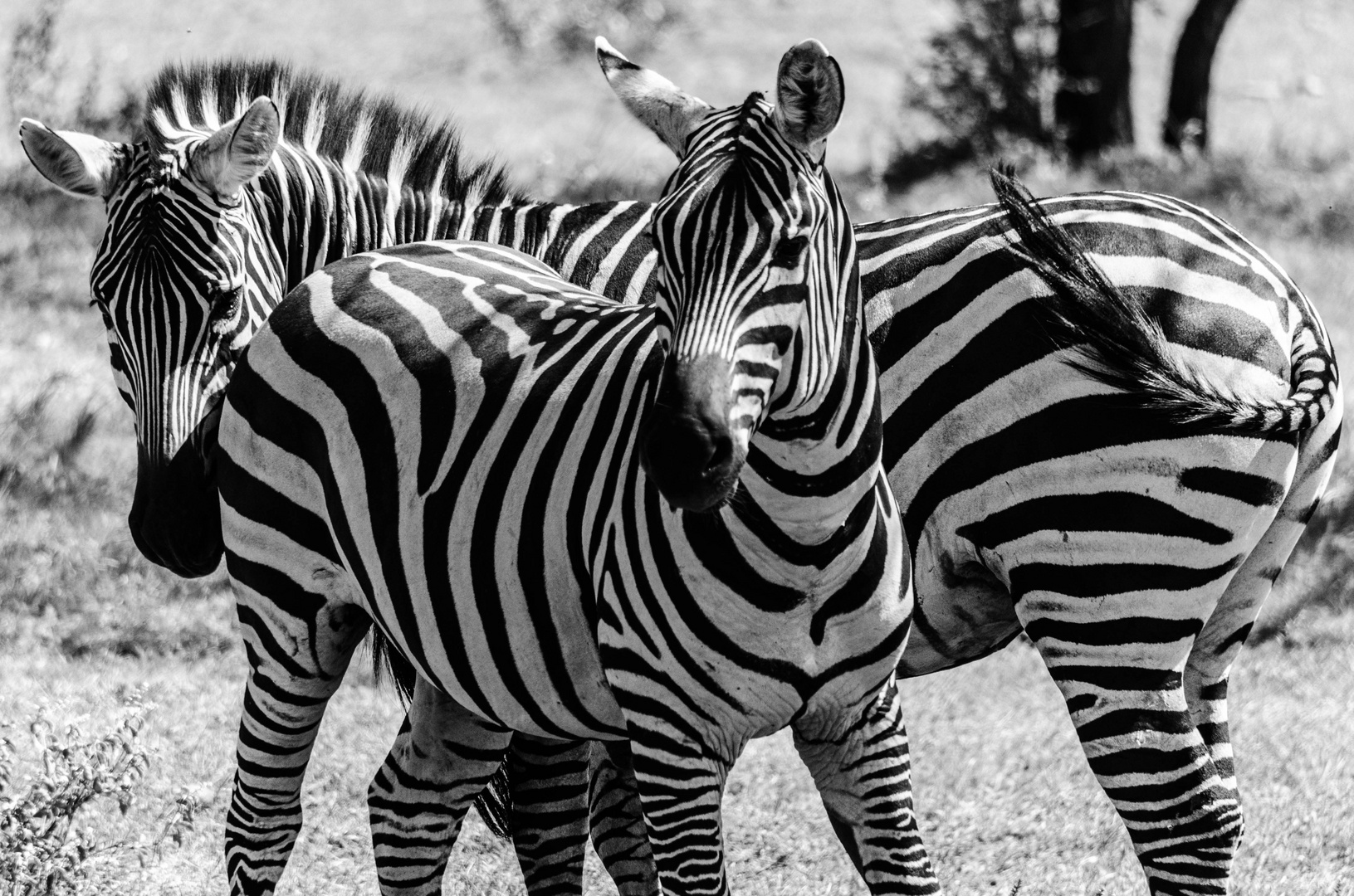 Zebras im Tsavo National Park, Kenia