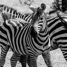 Zebras im Tsavo National Park, Kenia