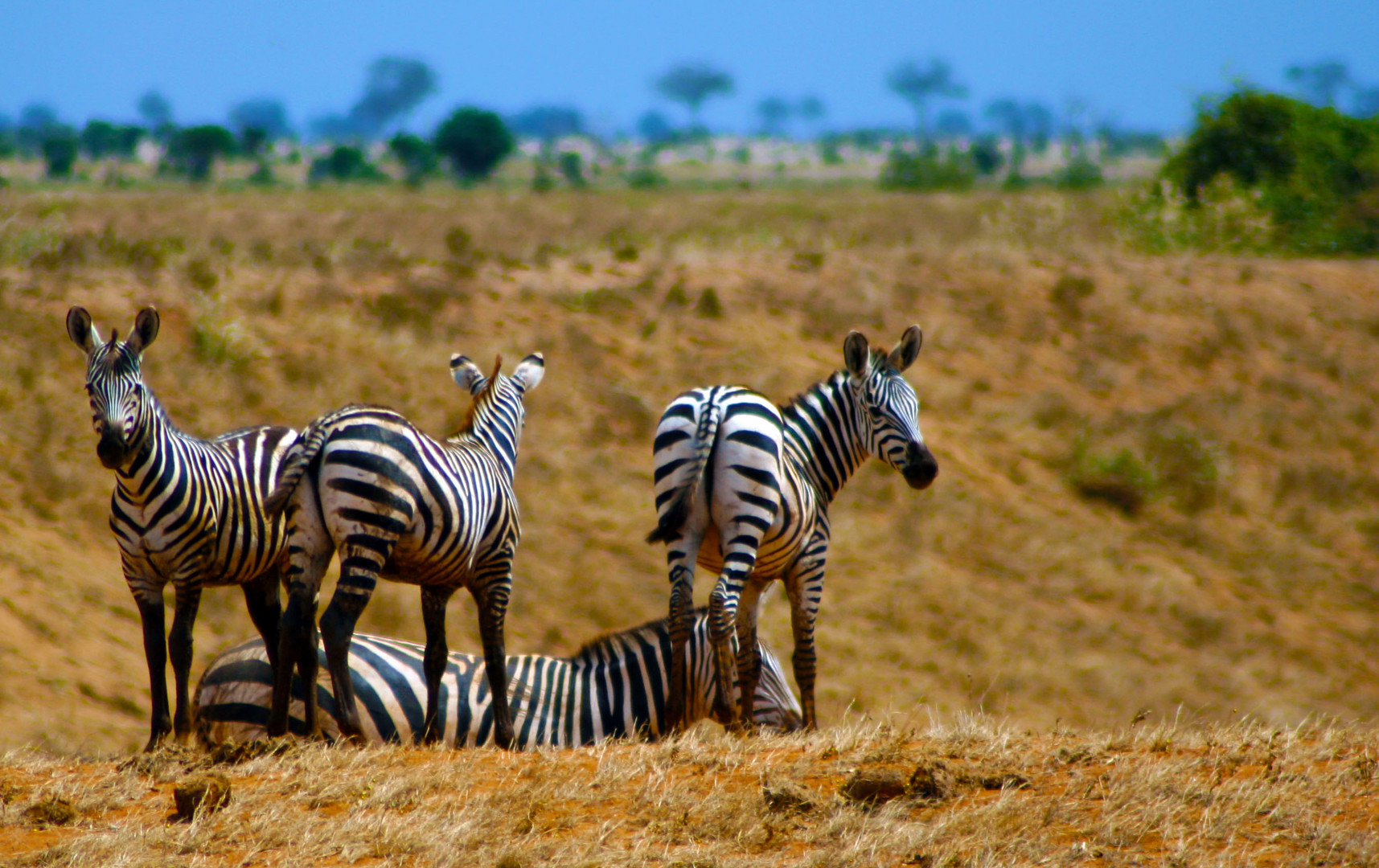 Zebra's im Tsavo Nationalpark